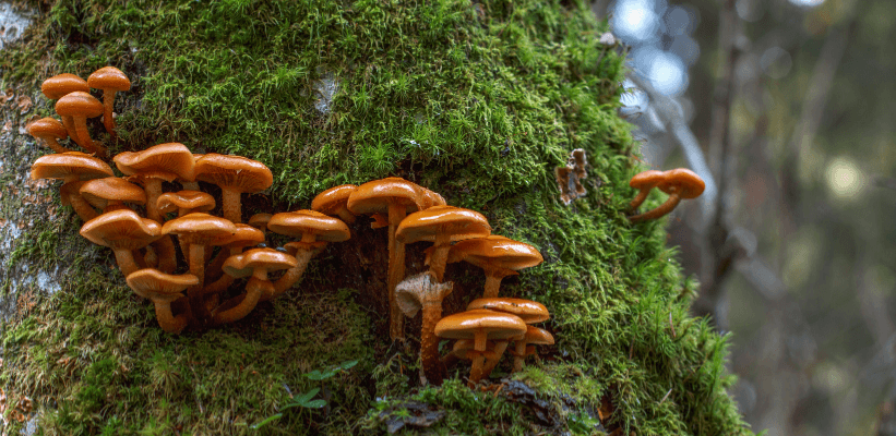 How Mycellium Is Shaping Our Sustainable Future