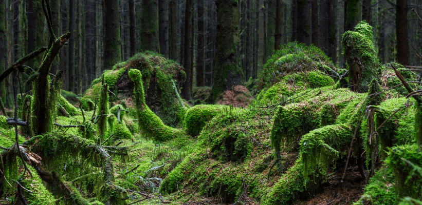 Six Artists Who Communicate About Nature and Social Justice